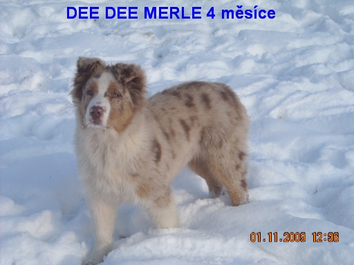 Dee Dee 4 měsíce12