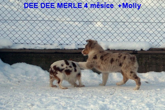 Dee Dee 4 měsíce6