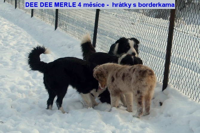 Dee Dee 4 měsíce3