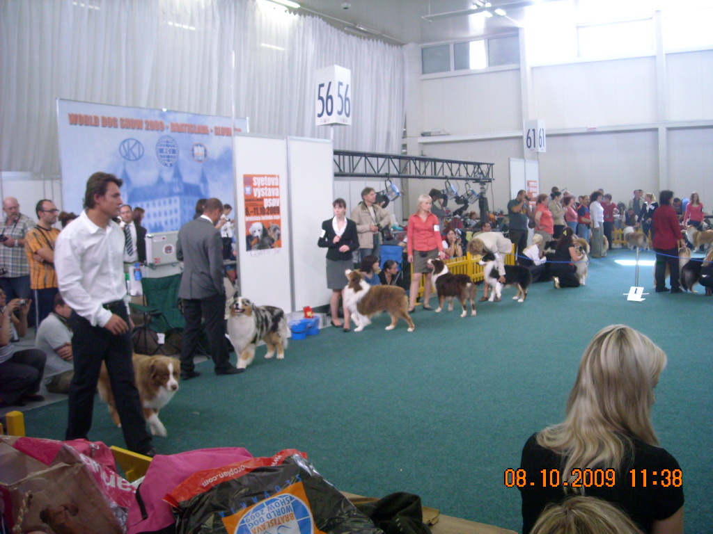 Světová výstava psů Bratislava  2009  Australský ovčák 007.jpg