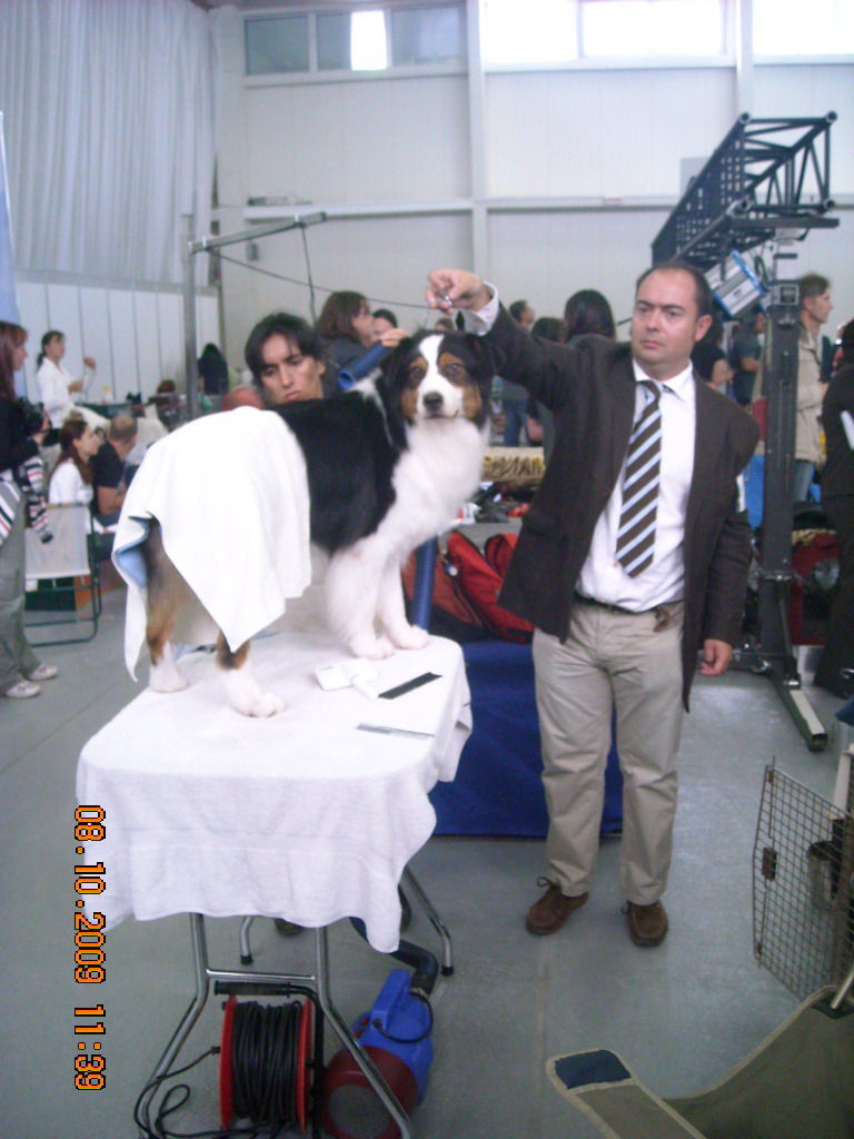 Světová výstava psů Bratislava  2009  Australský ovčák 008.jpg