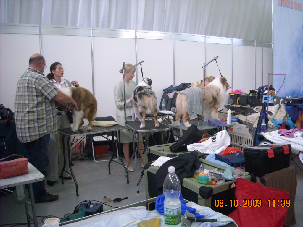 Světová výstava psů Bratislava  2009  Australský ovčák 010.jpg