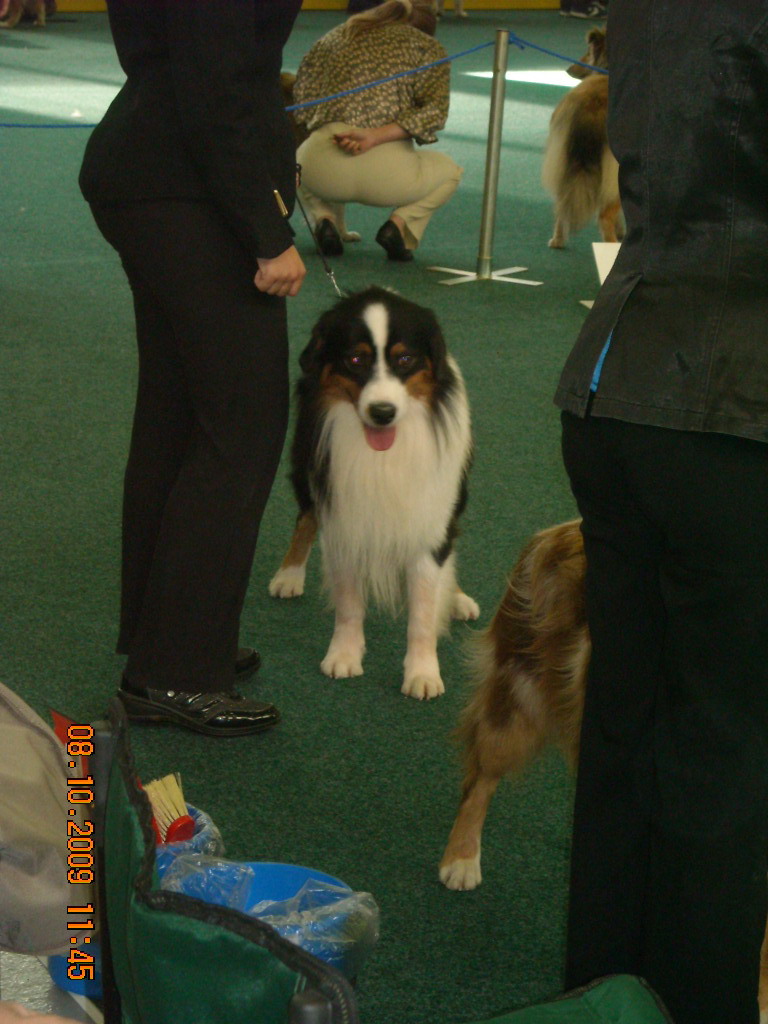 Světová výstava psů Bratislava  2009  Australský ovčák 015.jpg