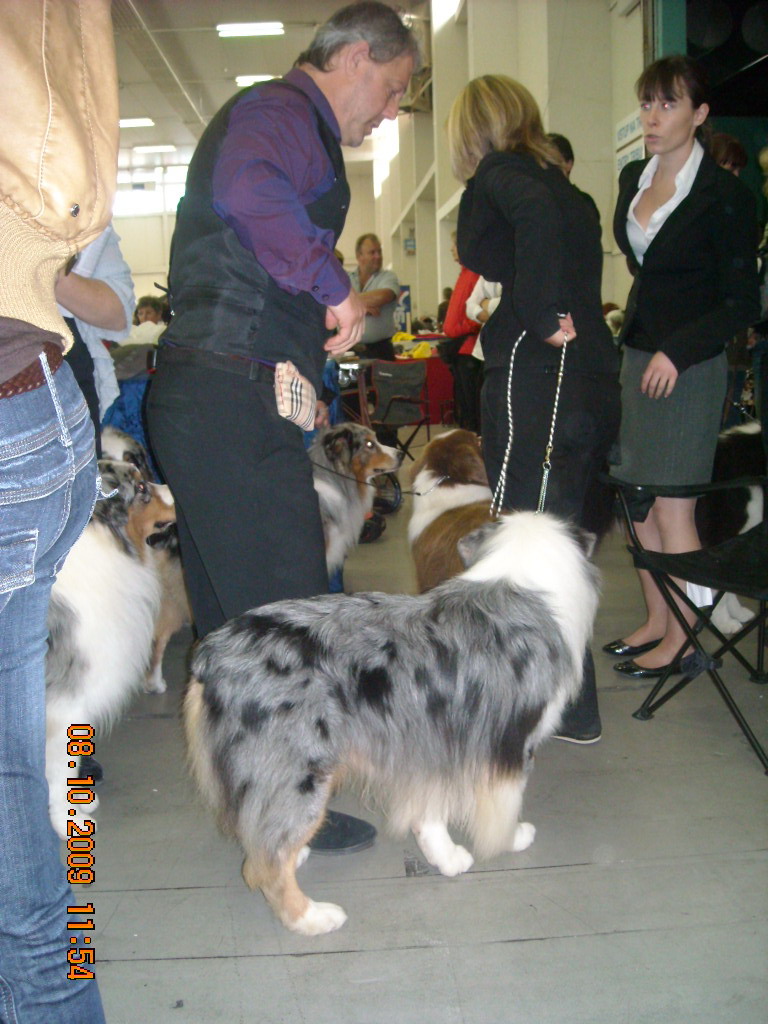 Světová výstava psů Bratislava  2009  Australský ovčák 018.jpg