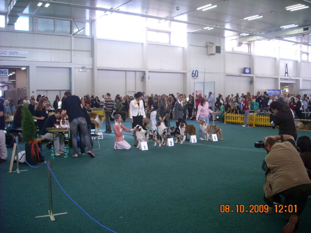 Světová výstava psů Bratislava  2009  Australský ovčák 023.jpg