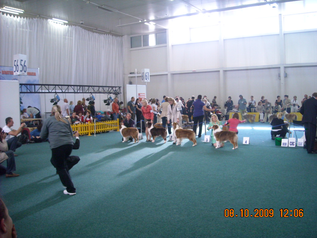 Světová výstava psů Bratislava  2009  Australský ovčák 025.jpg