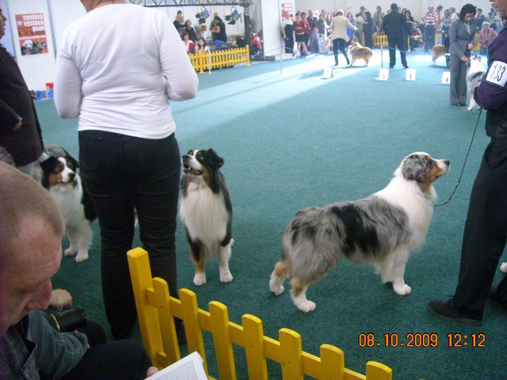 Světová výstava psů Bratislava  2009  Australský ovčák 028.jpg