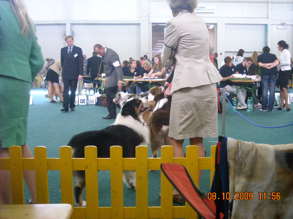 Světová výstava psů Bratislava  2009  Australský ovčák 021.jpg