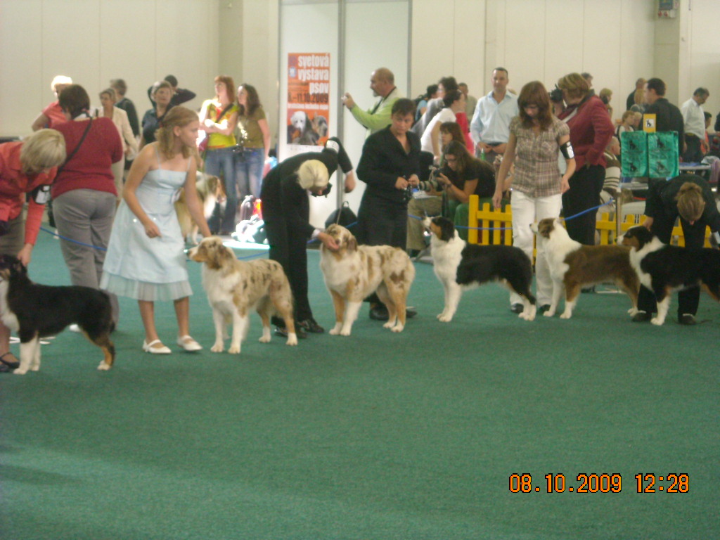 Světová výstava psů Bratislava  2009  Australský ovčák 040.jpg