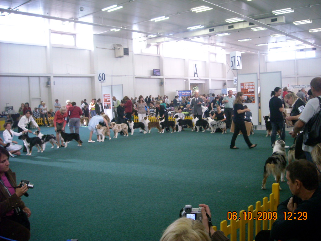 Světová výstava psů Bratislava  2009  Australský ovčák 041.jpg