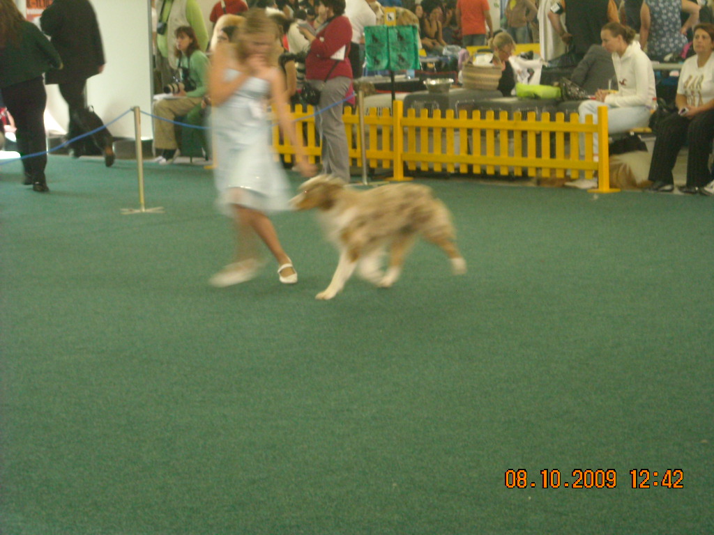 Světová výstava psů Bratislava  2009  Australský ovčák 046.jpg