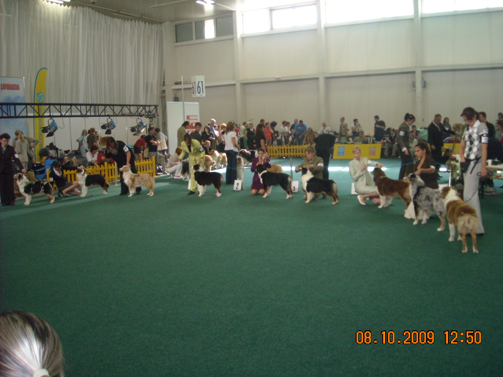 Světová výstava psů Bratislava  2009  Australský ovčák 052.jpg