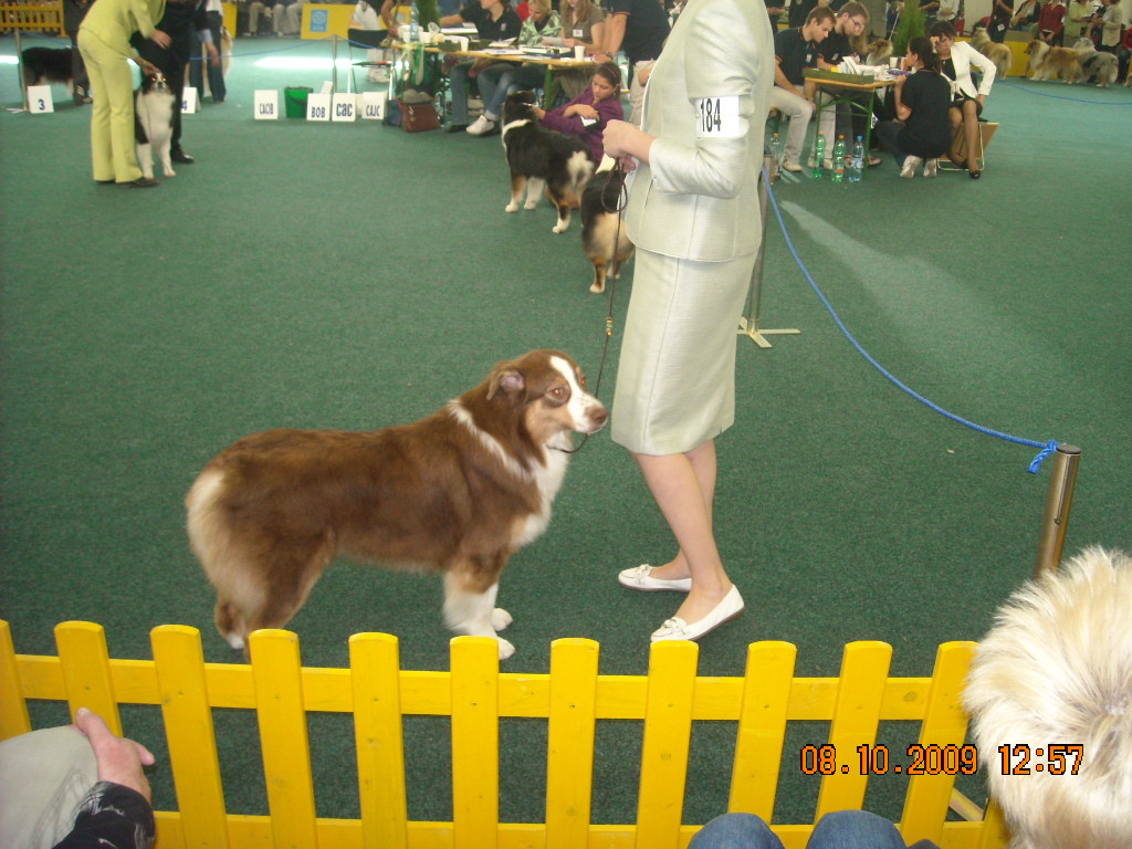 Světová výstava psů Bratislava  2009  Australský ovčák 054.jpg
