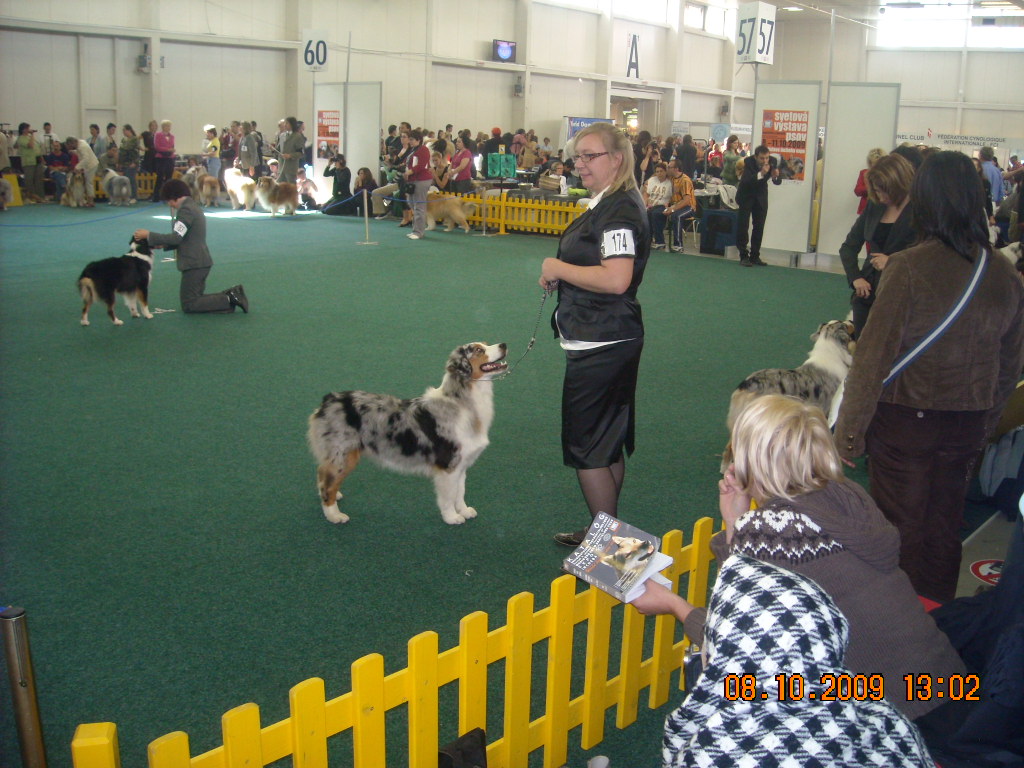 Světová výstava psů Bratislava  2009  Australský ovčák 055.jpg