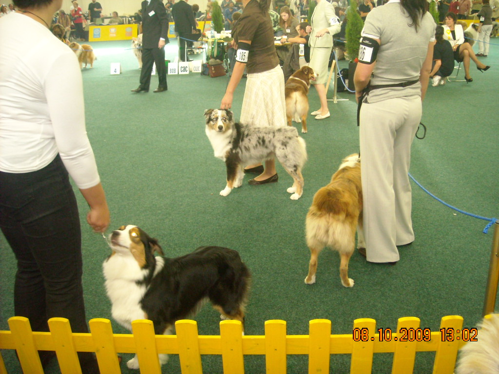Světová výstava psů Bratislava  2009  Australský ovčák 056.jpg