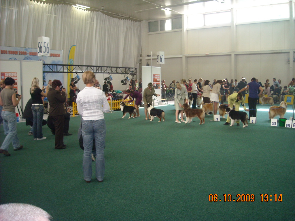 Světová výstava psů Bratislava  2009  Australský ovčák 058.jpg