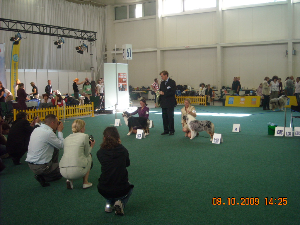 Světová výstava psů Bratislava  2009  Australský ovčák 063.jpg