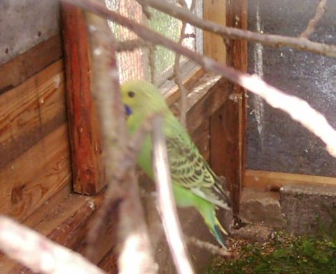 Andulky  24.4.2008